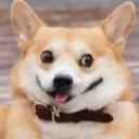 corgiderp
