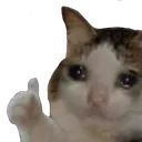 cat_thumb