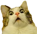 ShockCat2 Discord Emoji