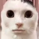 Cat Bruh Cat_Bruh Discord Emoji