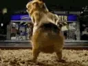 booty_shake