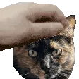 genshi20PETTHEEMBERCAT