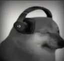 dogesad