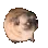 DogDance