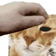 gxg_petmolly