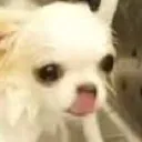 FHjpegChihuahua