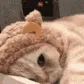 catsleepy