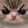 DGcatMad
