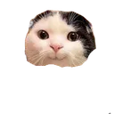 Funnycat Funnycat Discord Emoji