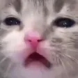 CatWha