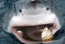 sharklick