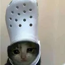 catShoe