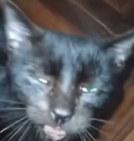 zonked Discord emoji