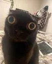 wtfcat