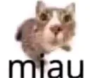 miau