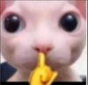 cat_shhh Discord emoji
