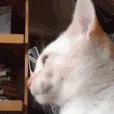 Blep3