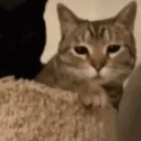 Bonk