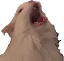 catwokebrokever