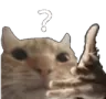 felintwhat