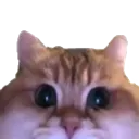 SBBp_kat_peek SBBp_kat_peek
