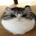 meow