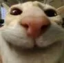 cat_stare_smile