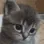 kittenplead