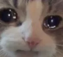 Stray_SadGato