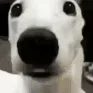 dogshiverscared