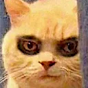 cursedcat