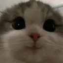happycat
