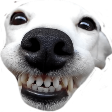 dog_smile Discord emoji