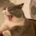 catscream