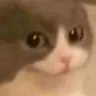 CatStare