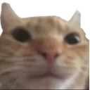 Kitty Stare kittystare Discord Emoji