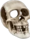 scullfaceforgor