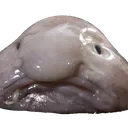 blobfish