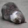 deadcat