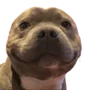 hundesohn