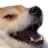 dogkek