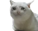 crycat Discord Emoji