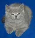 2cat