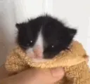 cattalkinggif