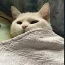 tgff_sleeping_cat Discord Emoji