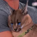 Cry Flop Discord Emoji