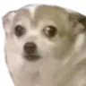 chiwastare