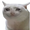 Crycat crycat Discord Emoji