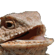walteeHehehe Discord emoji