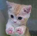 catpeek catpeek